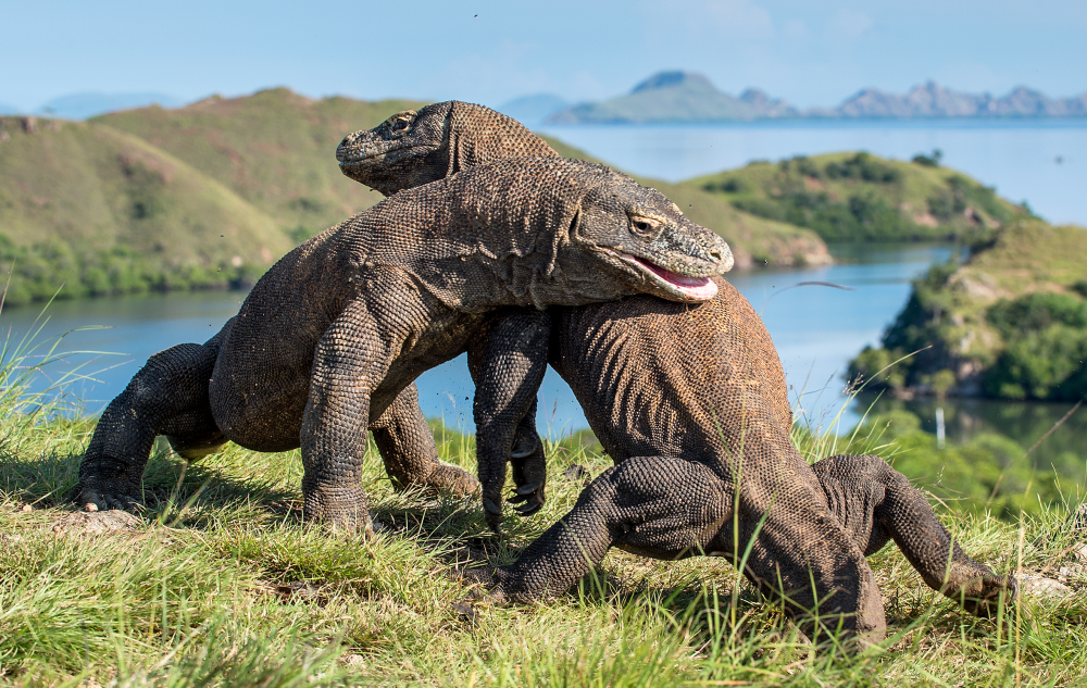 two of the worlds largest lizards, komodo dragons, fighting on a cliff two of the worlds largest lizards, komodo dragons, fighting on a cliff